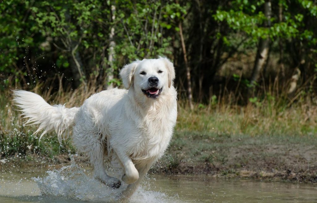 Ferien mit Hund Ferienhaus natur-ferien-haus.de